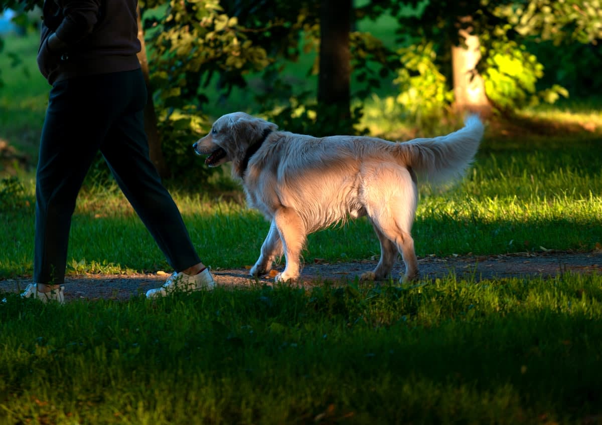 A person calmly interacting with a dog in a park