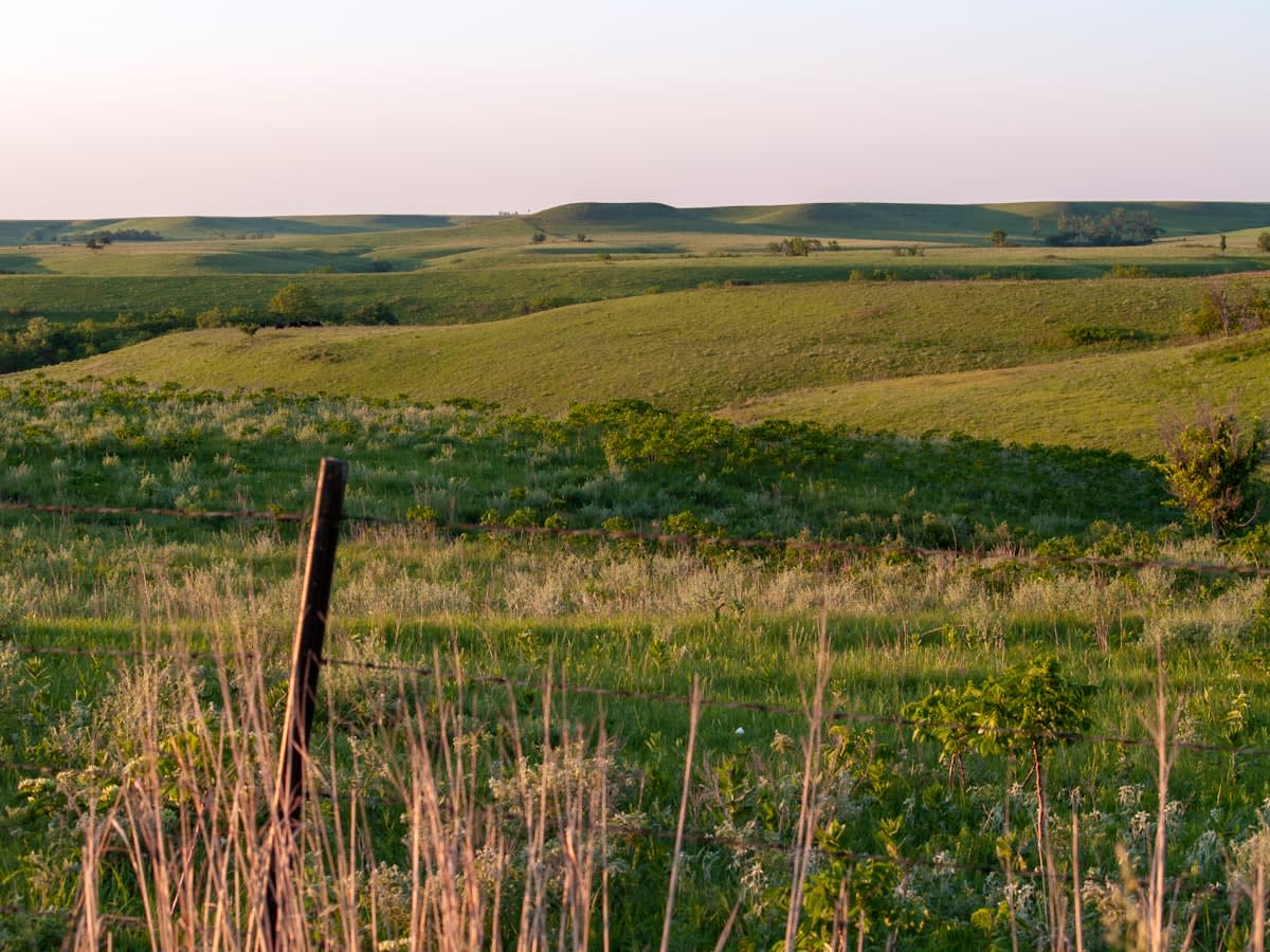 Wide shot of a perennial grain field in Kansas