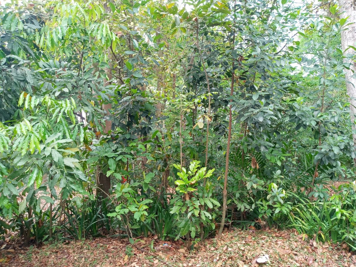 diverse tropical food forest with various fruit trees