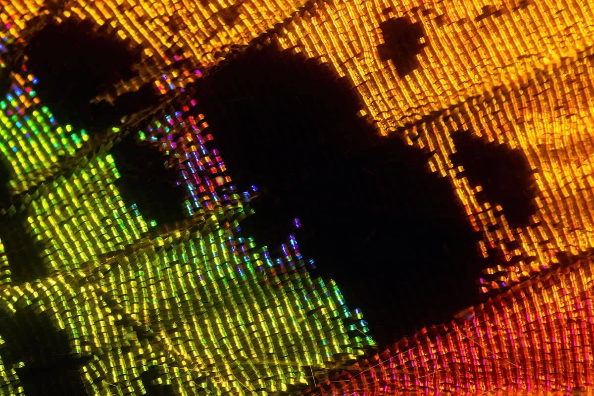 Macro view of a semiconductor wafer