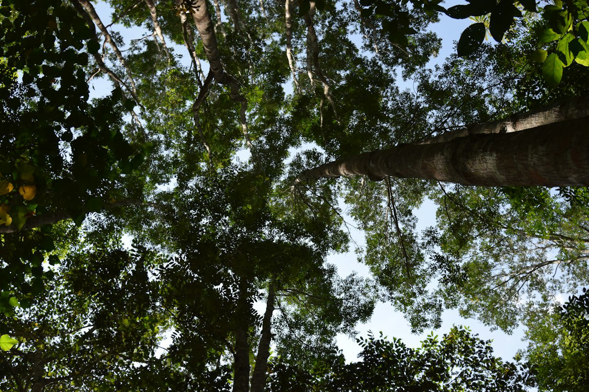 Amazon rainforest canopy and fungal spores