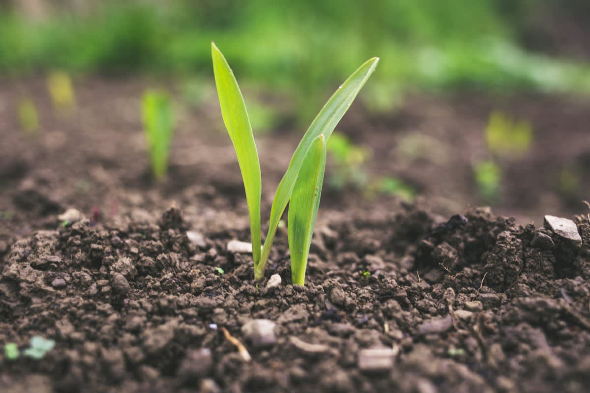 Healthy soil and crops