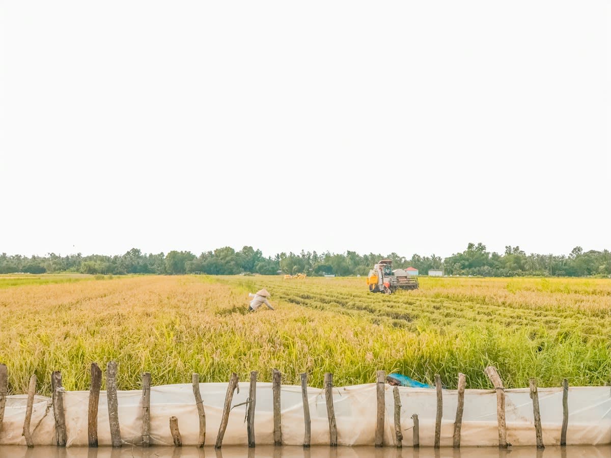 Rice fields in Mekong Delta Vietnam