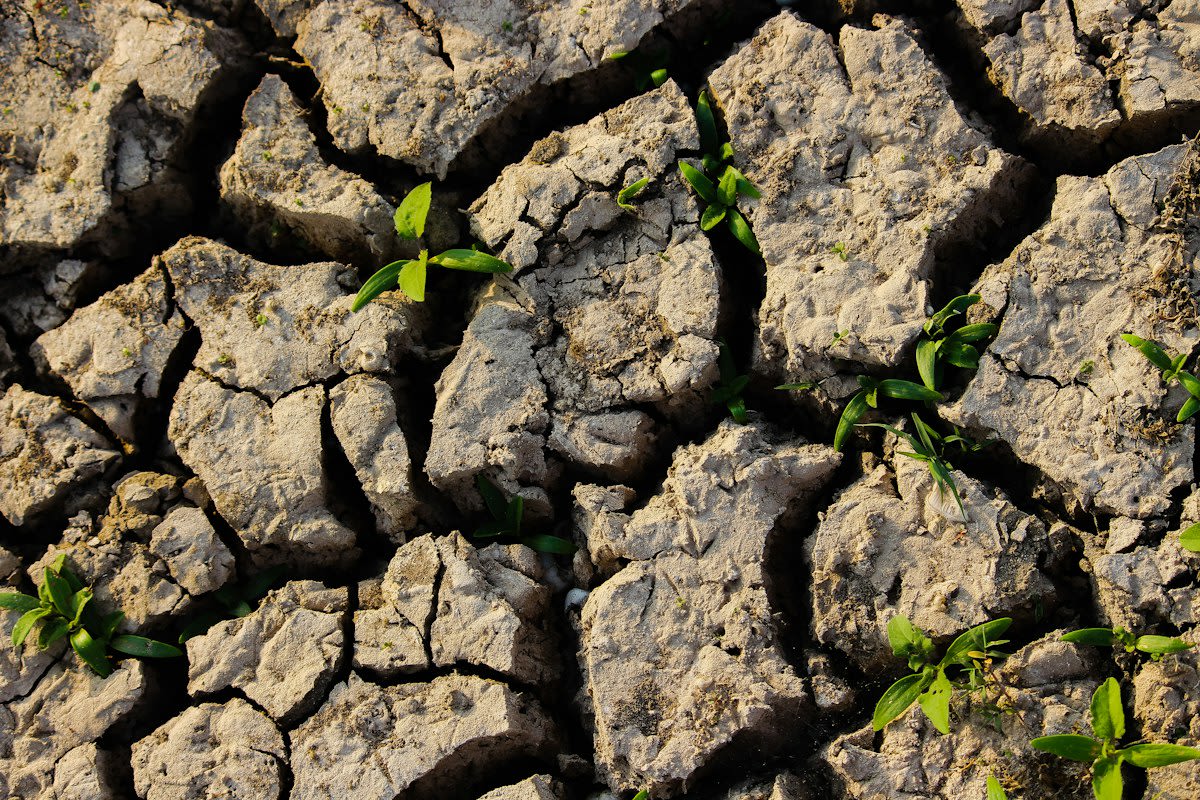 Dry cracked earth with a small green plant