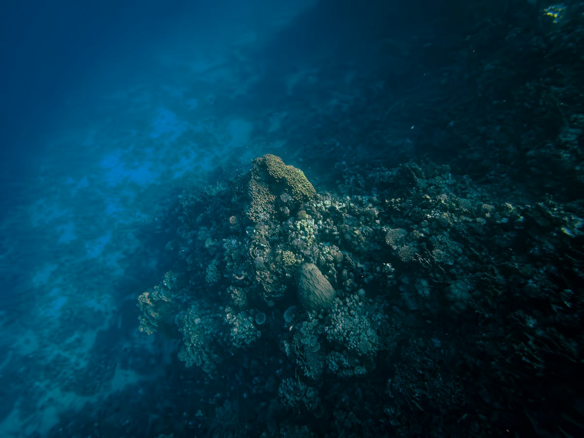 Polymetallic nodules on the deep ocean floor