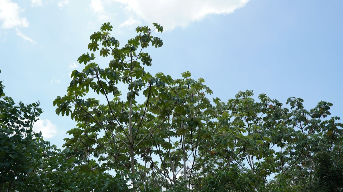 Amazon rainforest canopy