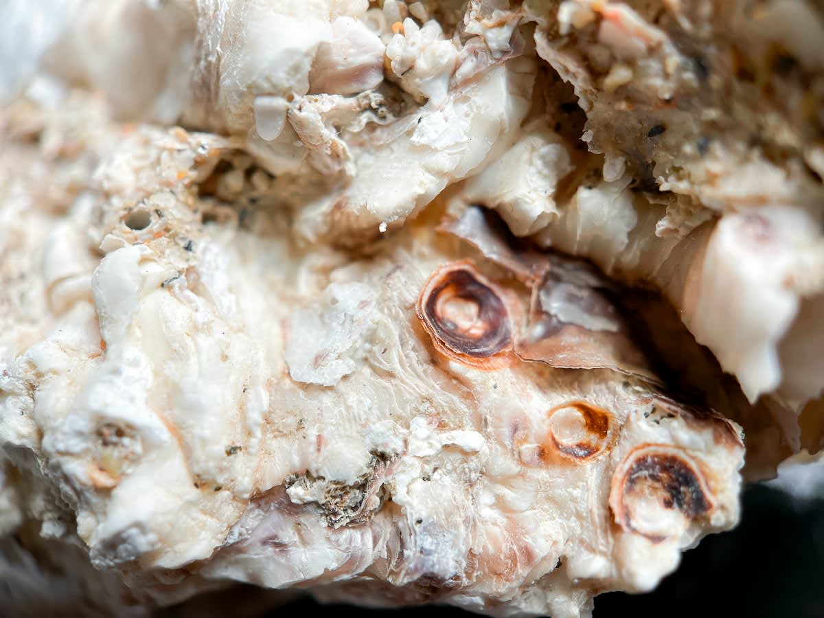 Close up of tempeh mycelium