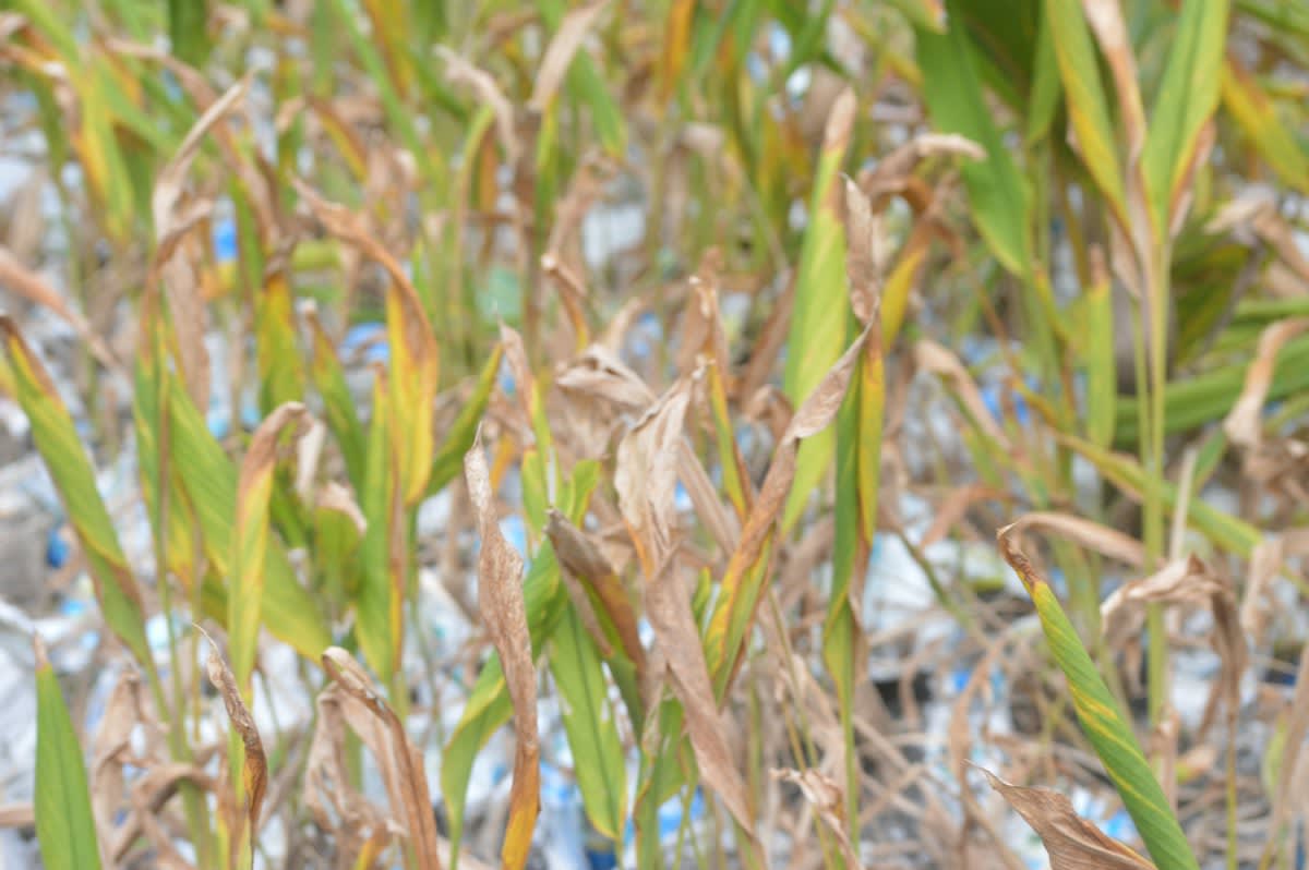 close up of damaged crops