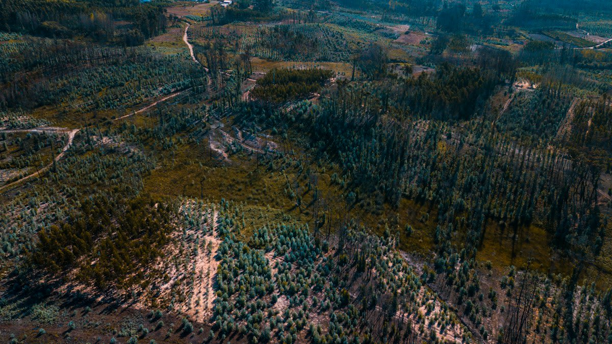 Maya deforestation simulation