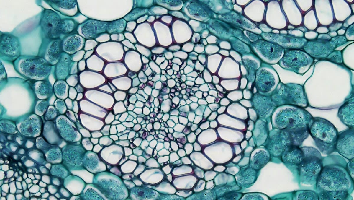 microscope view of fungal biomass