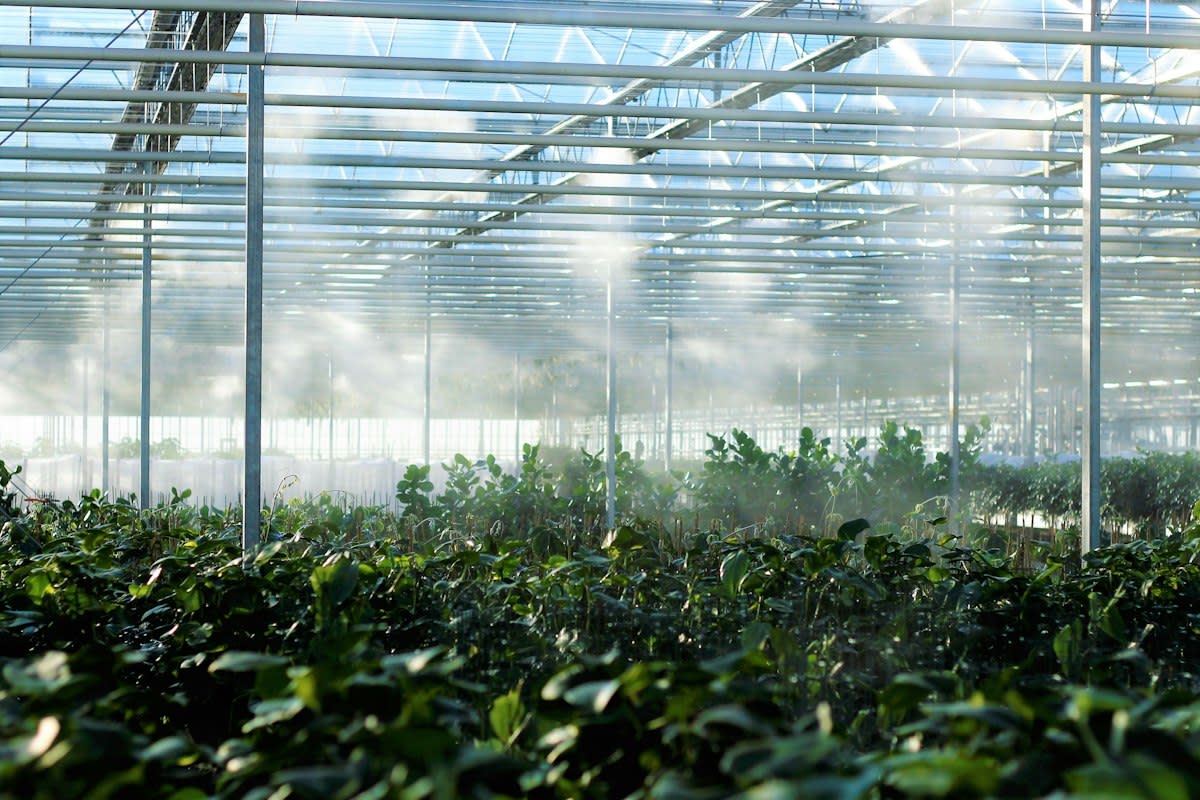 Industrial geothermal greenhouse interior with tropical plants