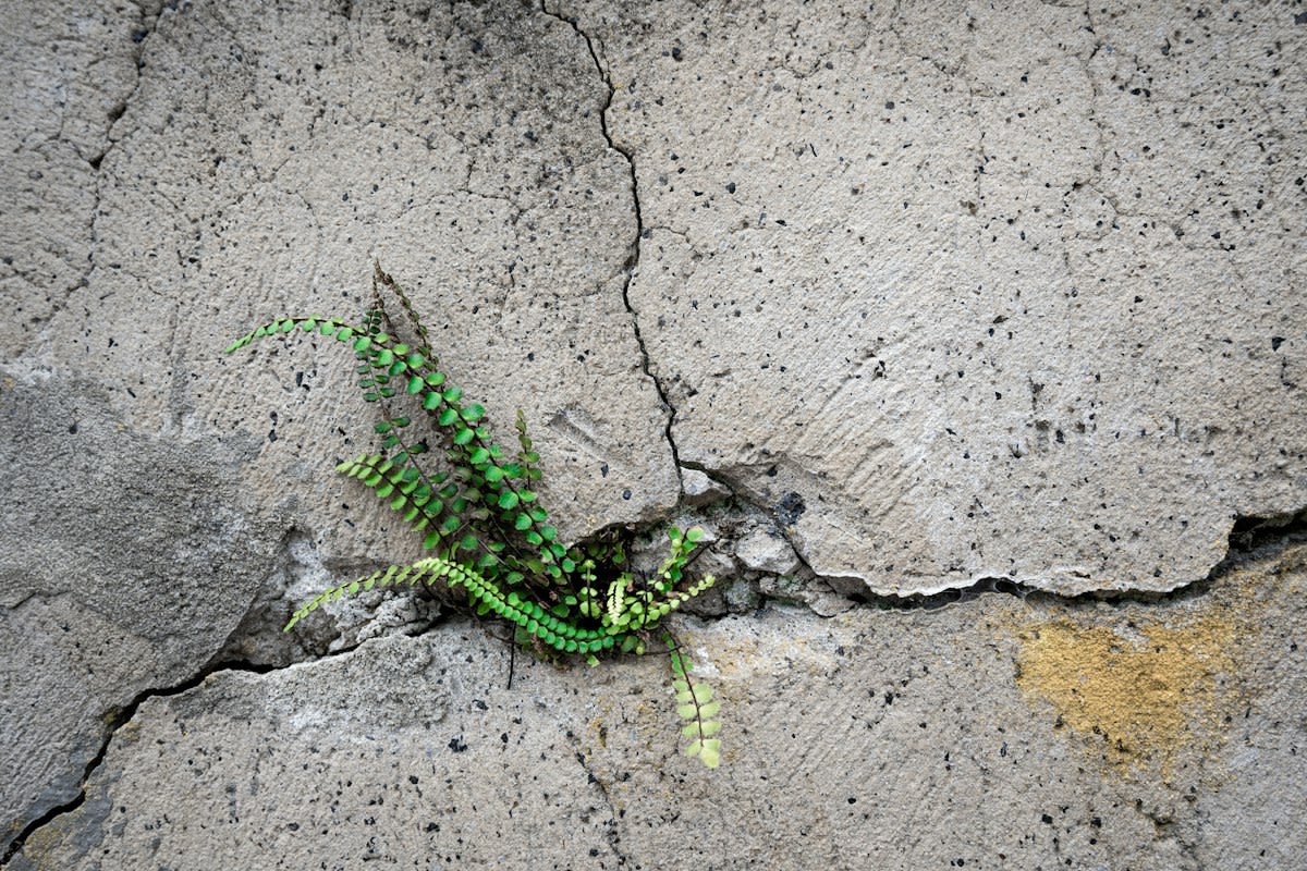 cracked concrete with wild plants growing through