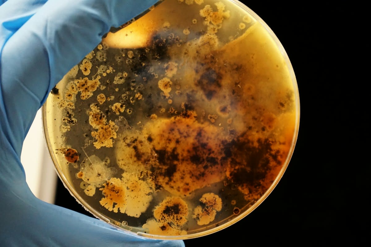 Microscopic view of stem cells in a petri dish