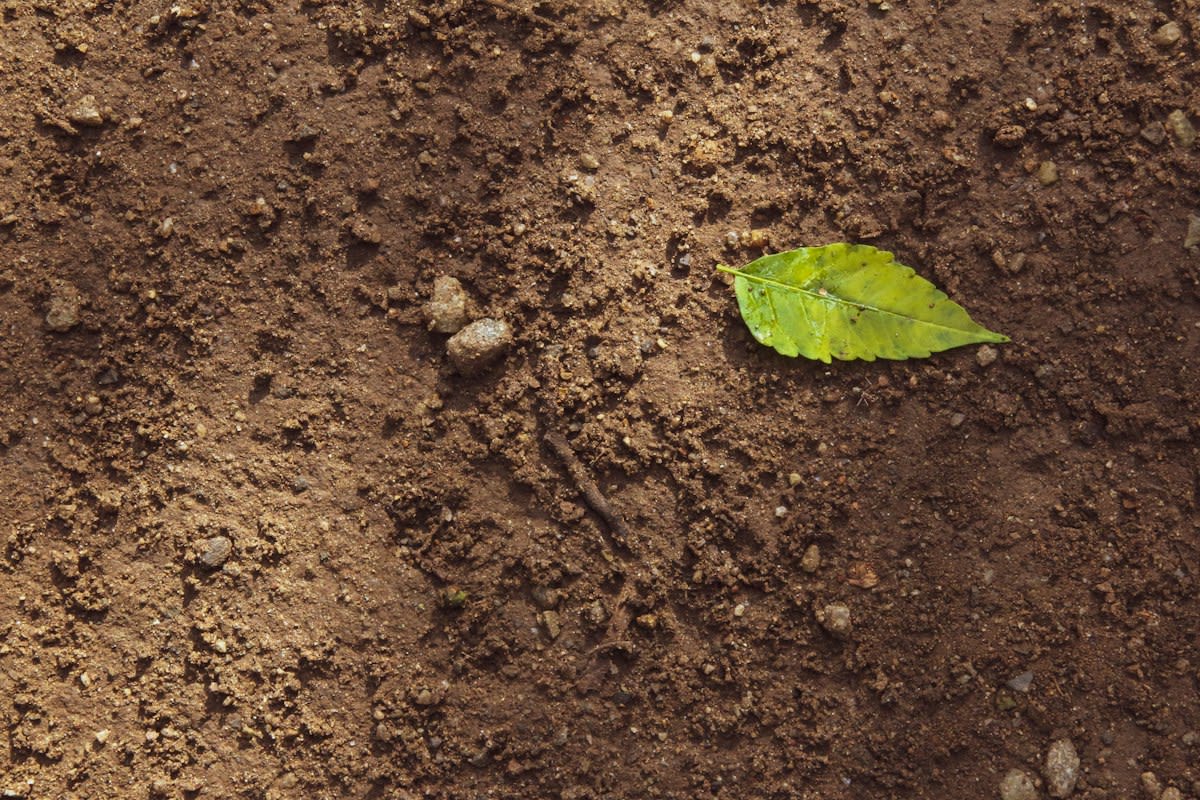 Close up of soil being analyzed