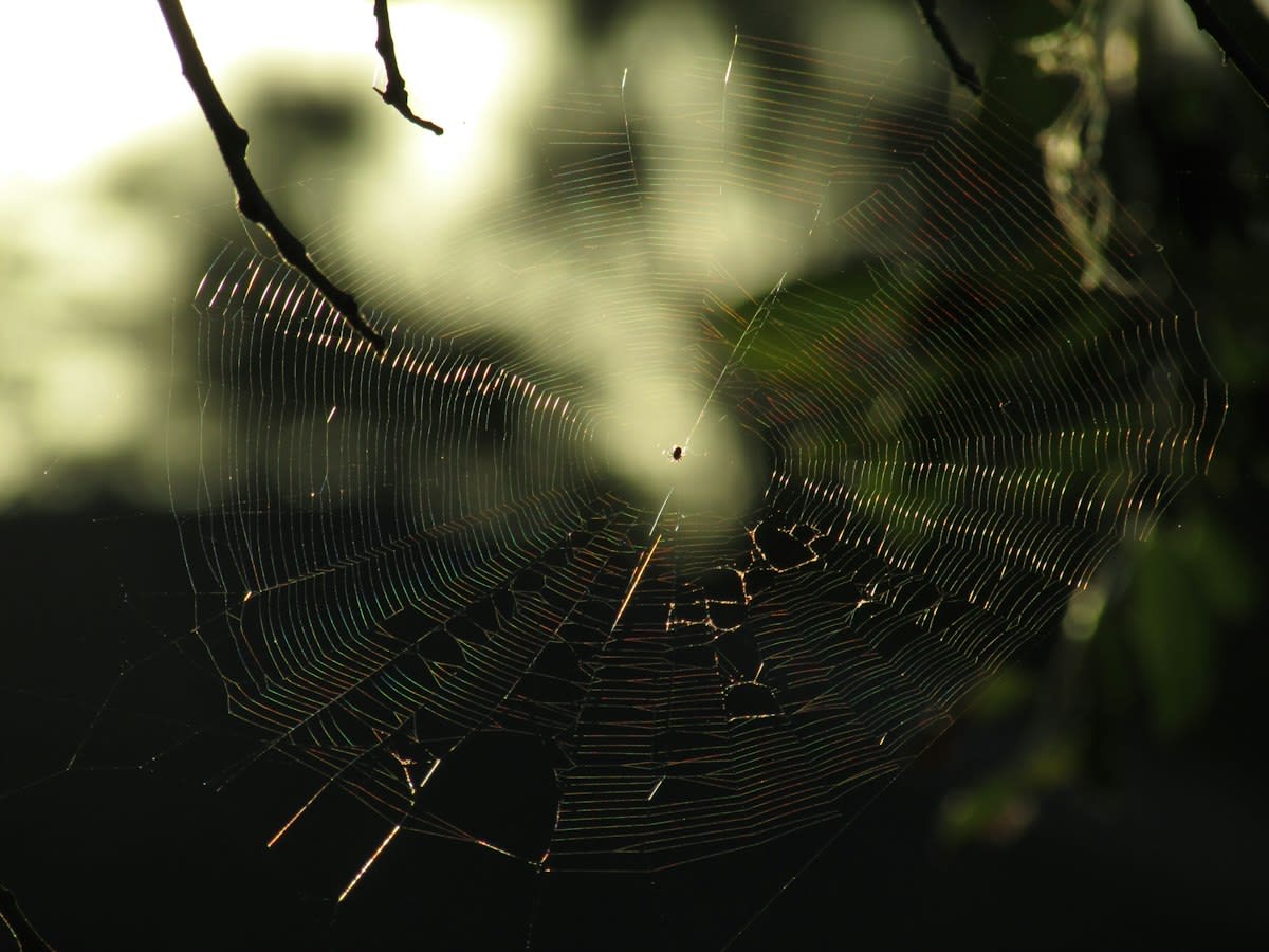 Close up of silk threads