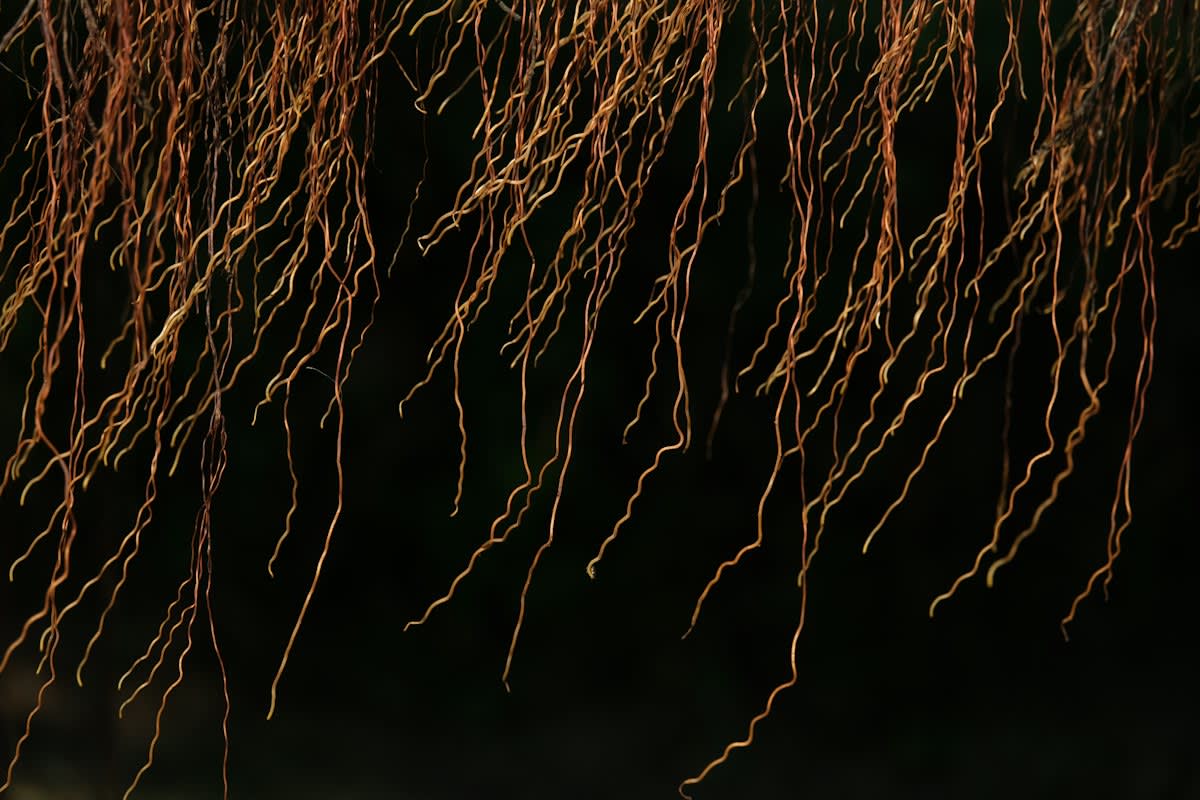 Close up of hydroponic roots