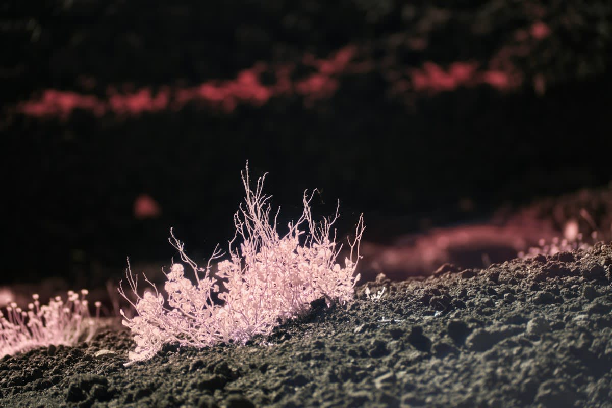 extreme close up of salt crystals on soil
