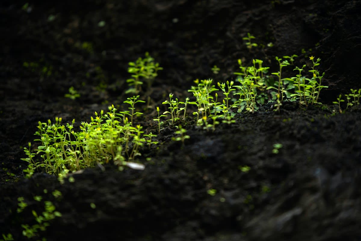 Lush green crops in dark soil