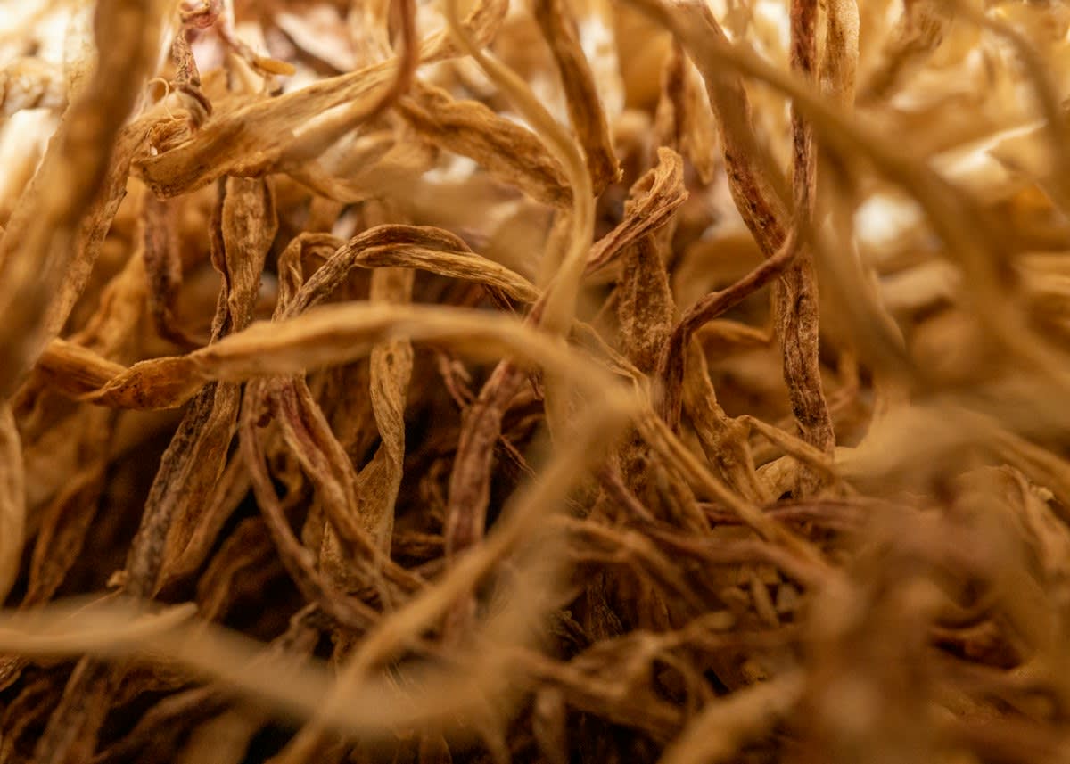 Close up of healthy legume root nodules