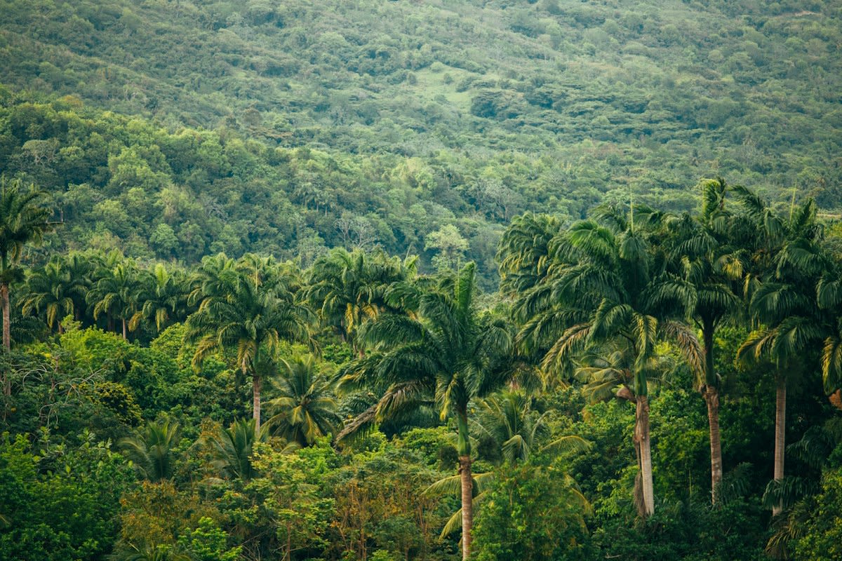 Dense Amazon rainforest canopy aerial view