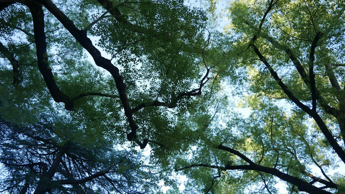 ancient forest canopy sunlight