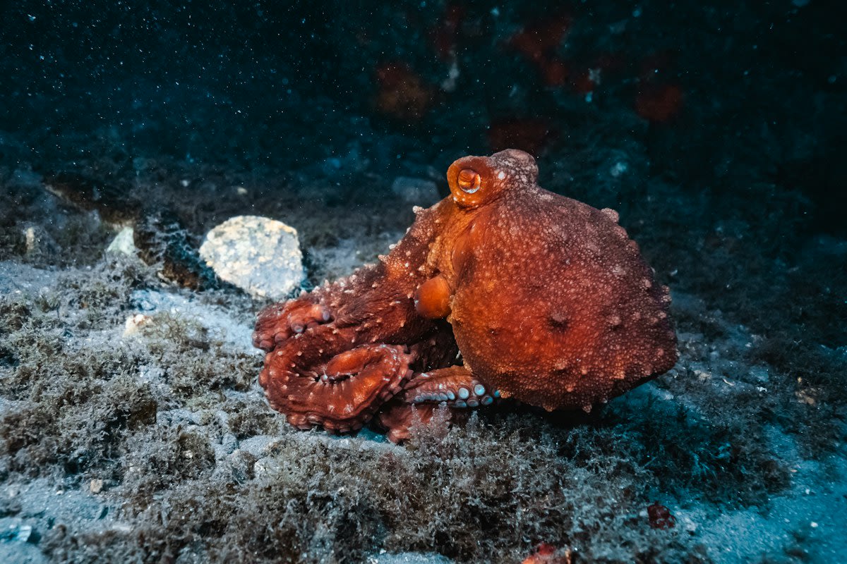 deep ocean floor seabed
