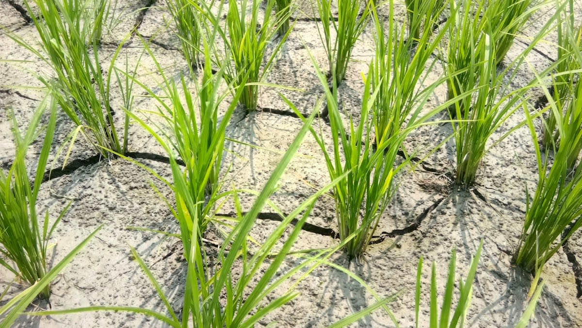 Dried cracked earth in a rice field