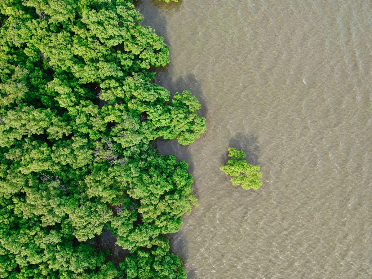 Mangrove forest aerial view