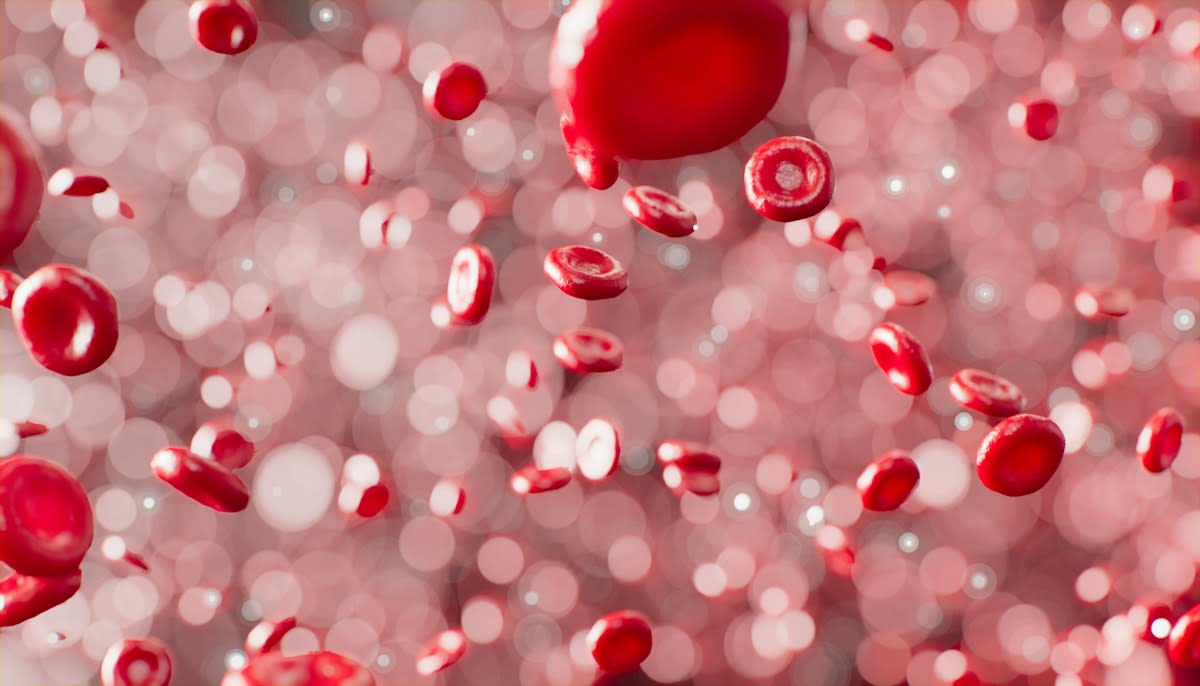 Blood cells under microscope