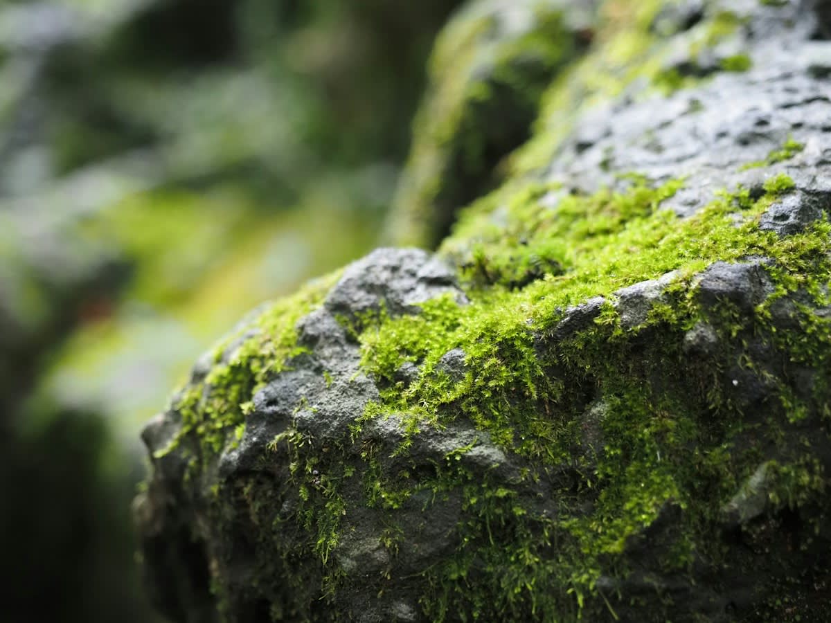 close up of green moss on a damp rock