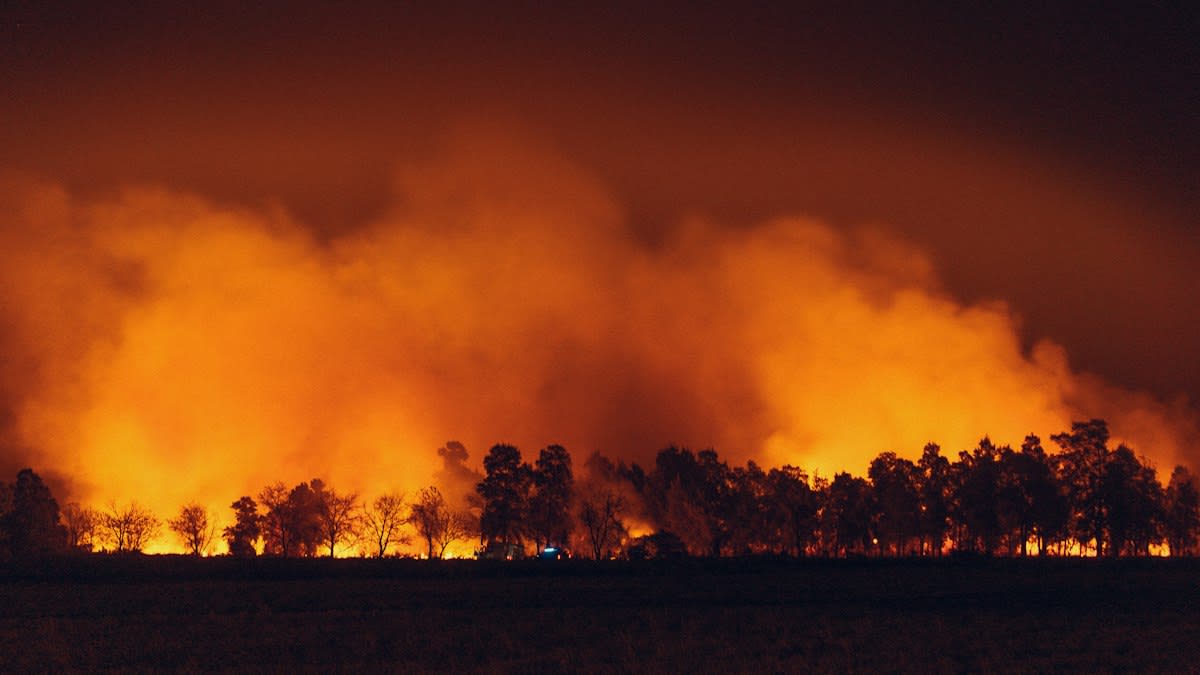 Controlled forest fire