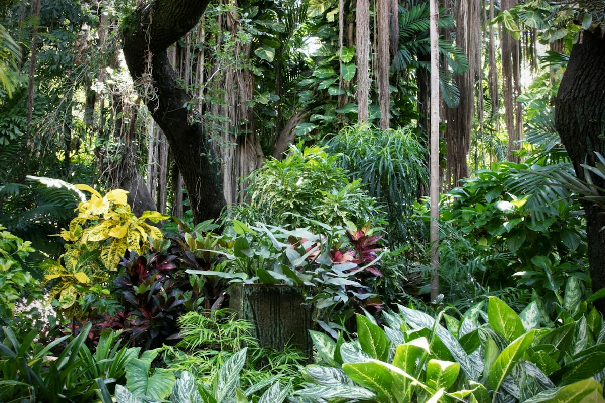 Rare medicinal herbs in a tropical forest