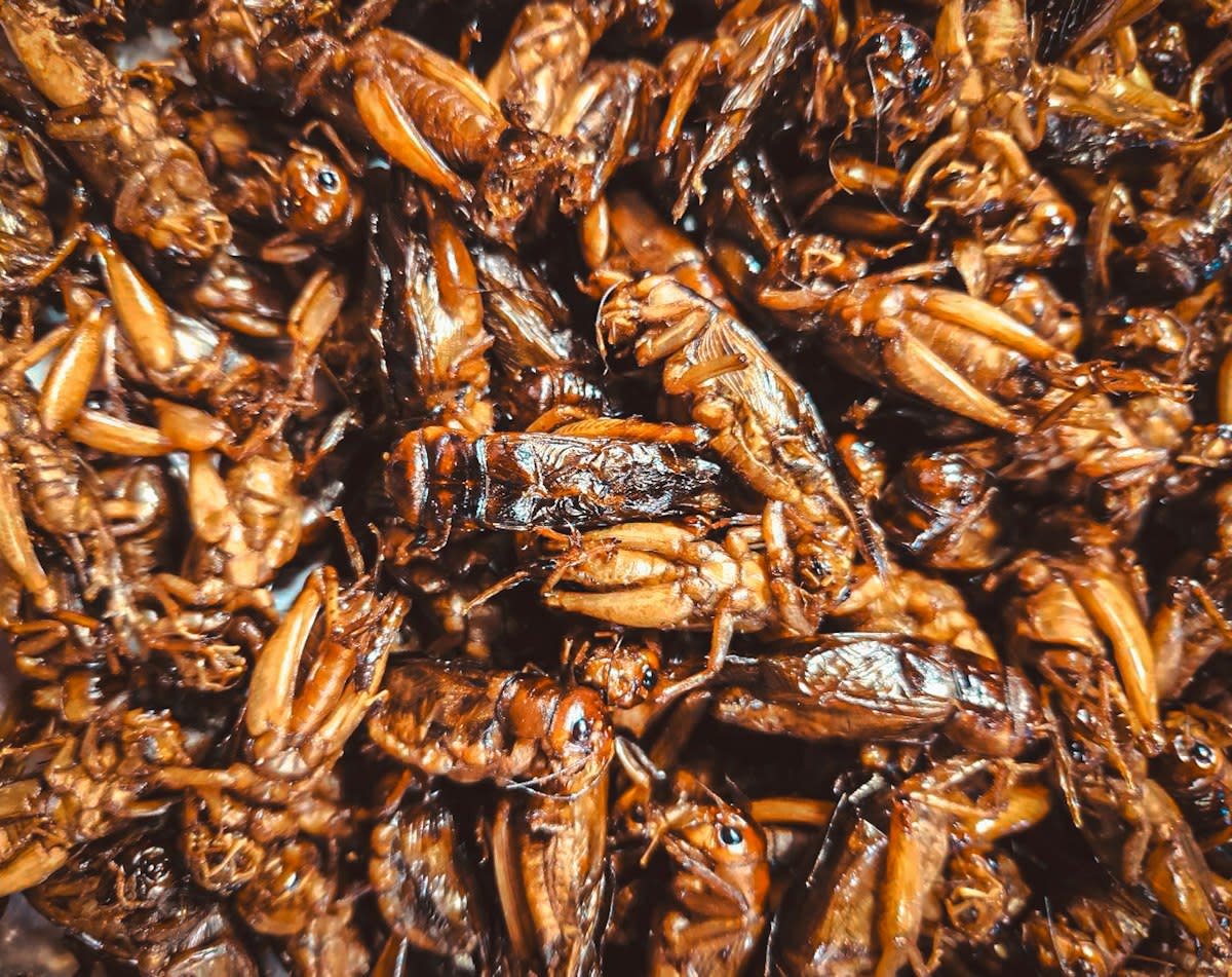 Roasted crickets seasoned with salt