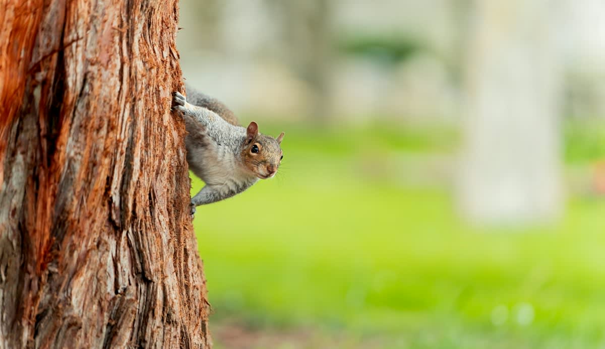 rat in urban environment