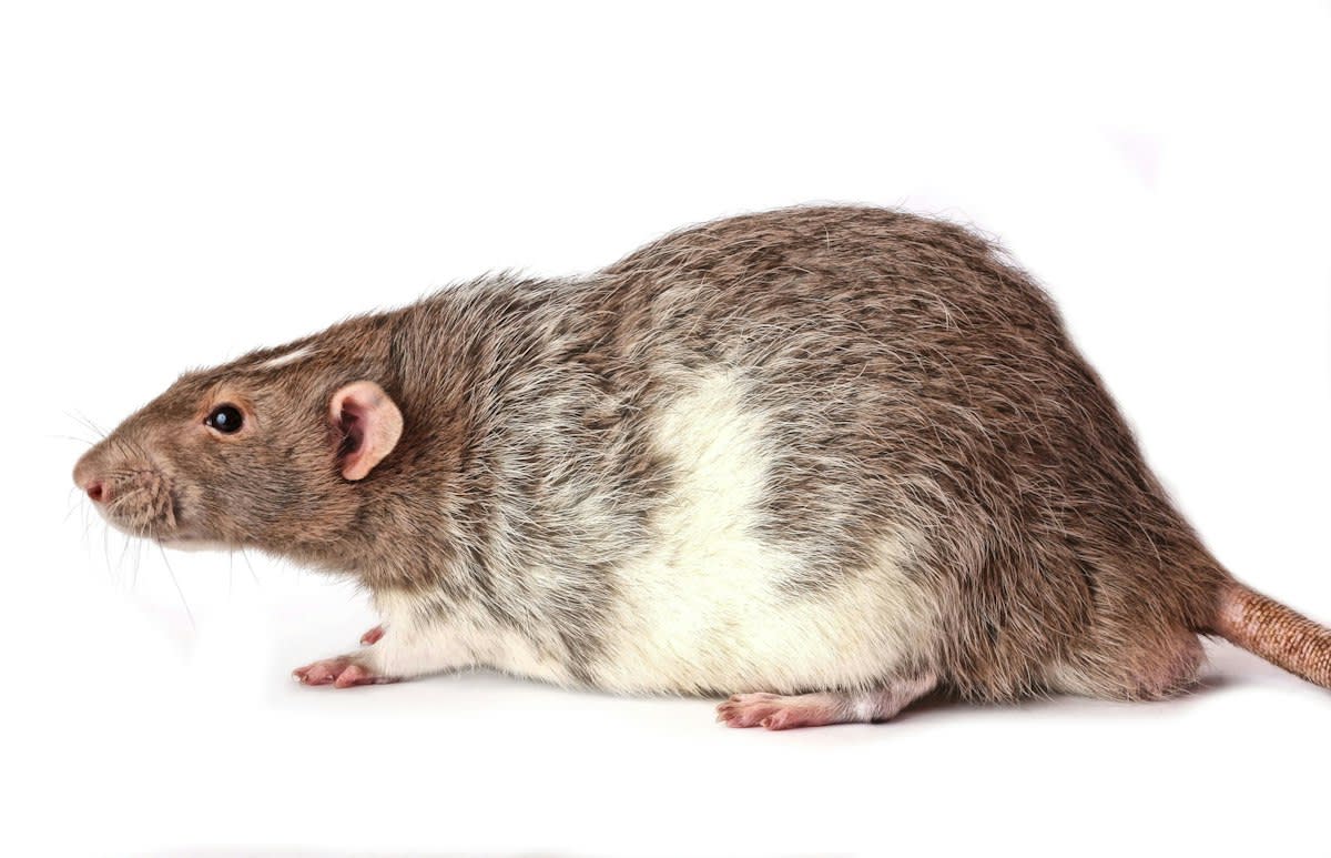 laboratory rat