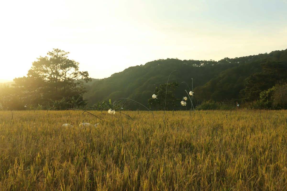 Golden rice fields in South Asia