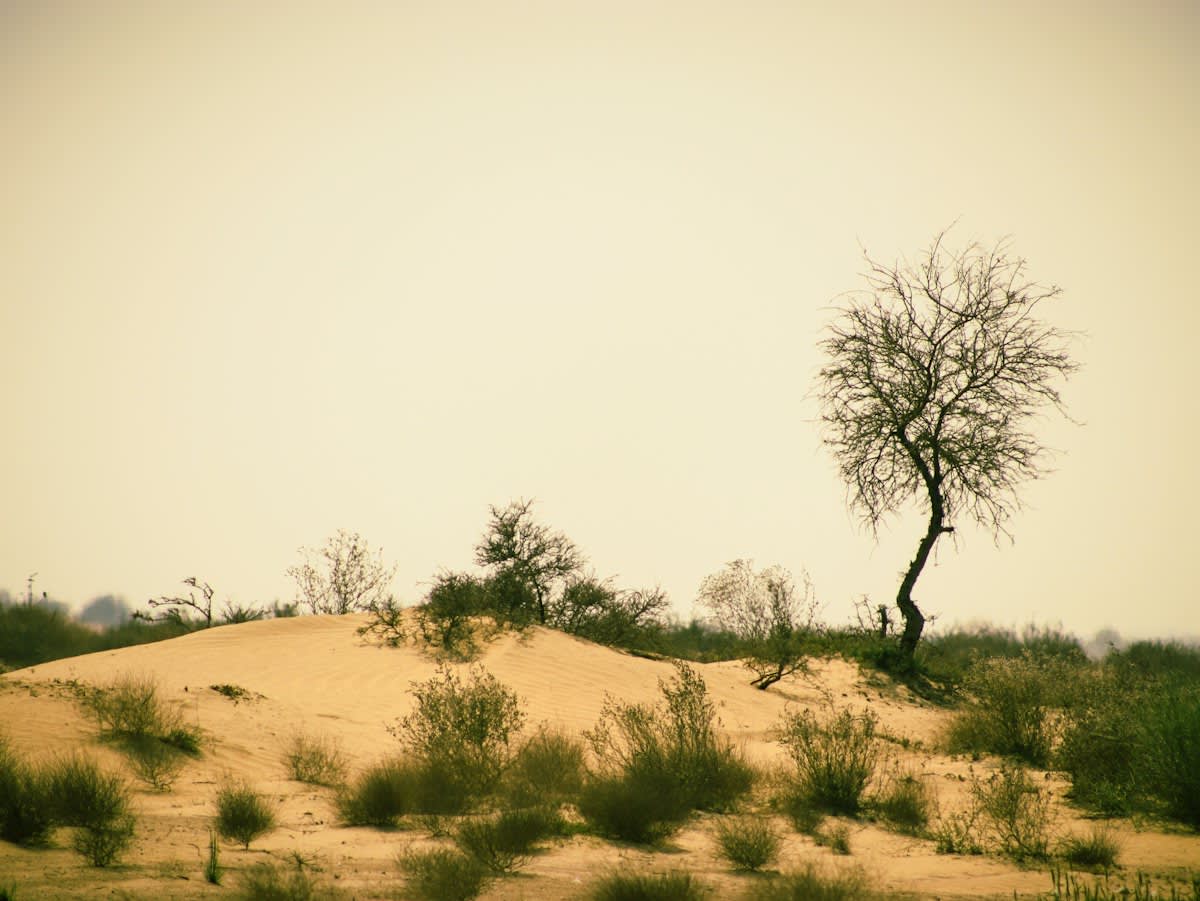 Arid desert dunes with sparse vegetation