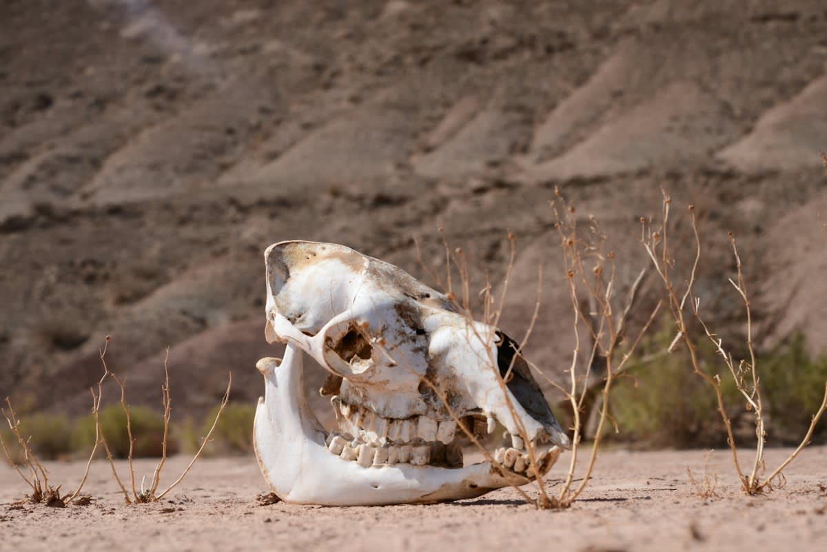 ancient human skull in dry earth