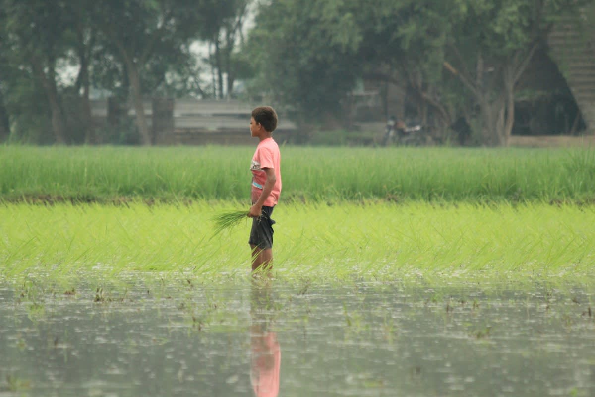 Flooded rice paddies in South Asia