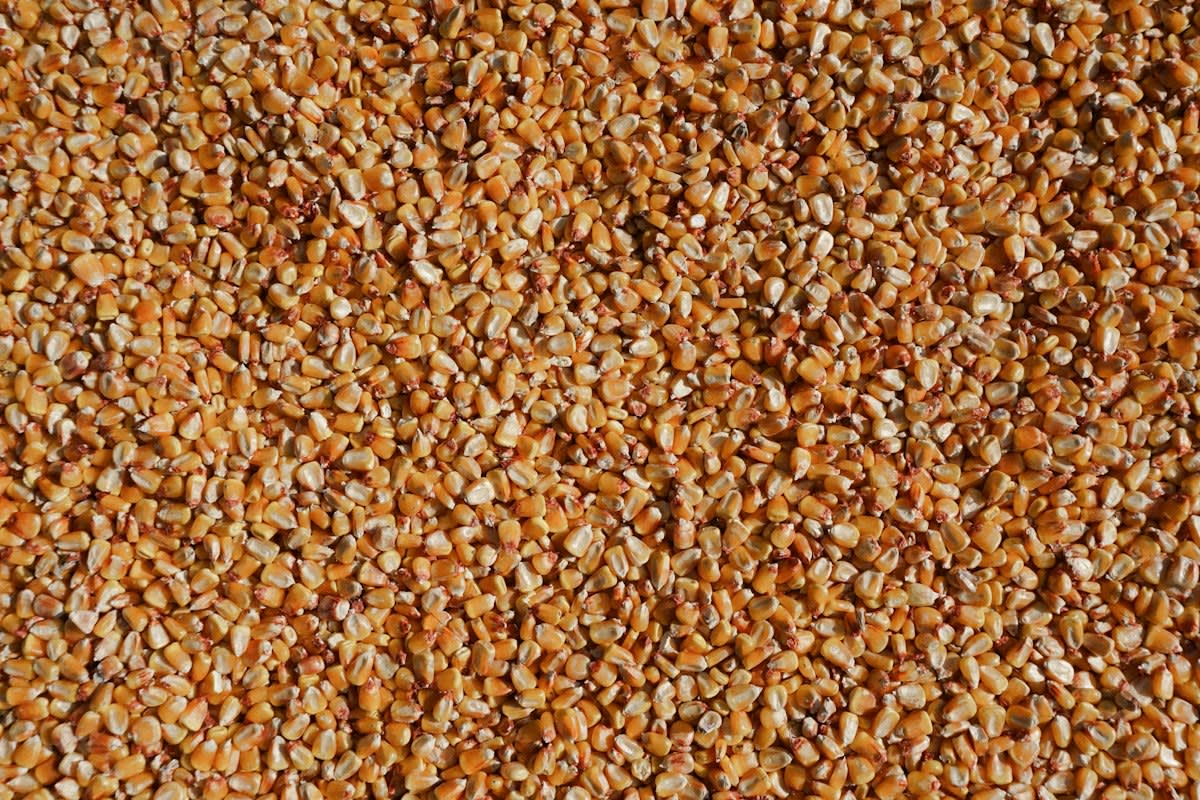 Dried millet grains