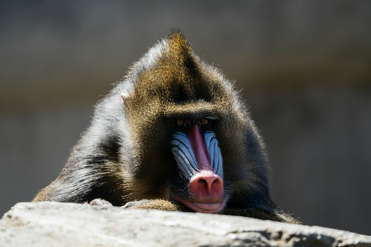 Close up of a primate face