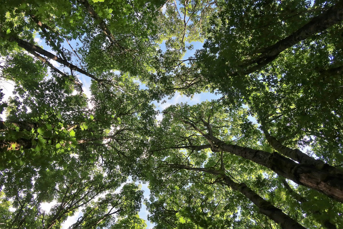 urban tree canopy