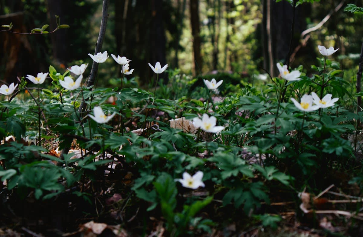 Medicinal plants in a forest