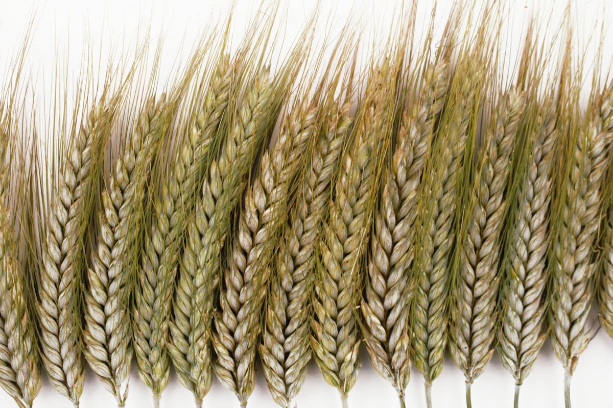 wheat genotype stability chart