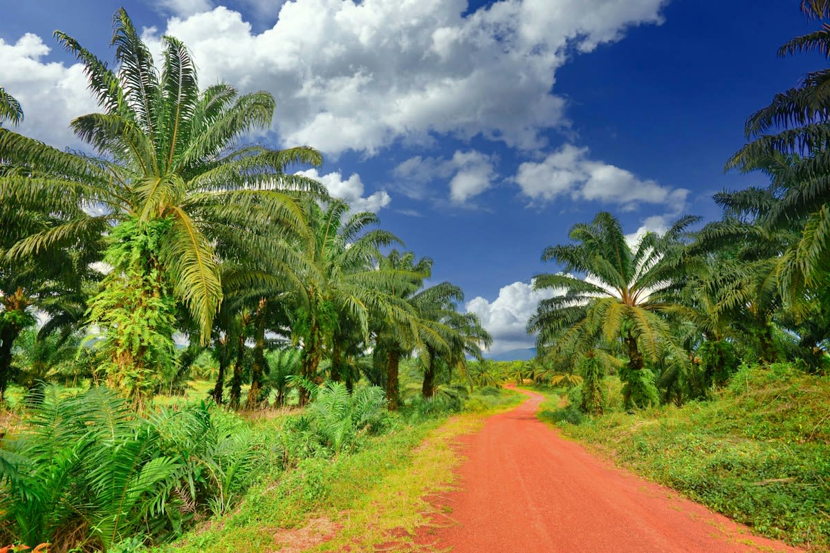 Palm oil plantation encroachment