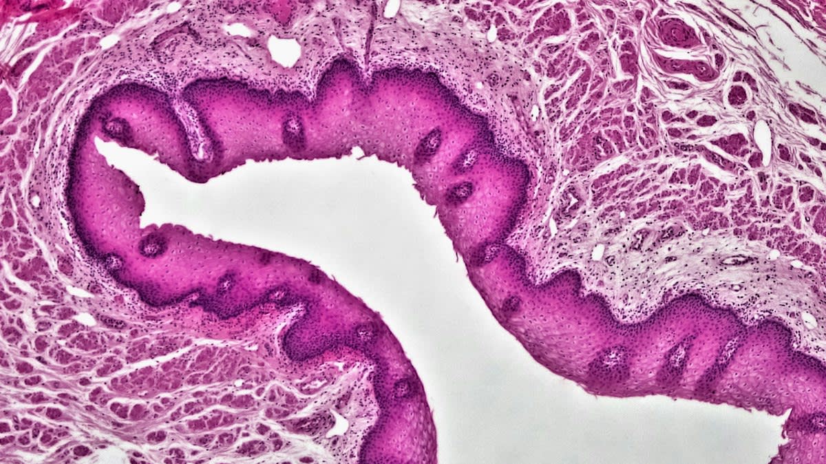 Microscopic view of cardiomyocytes