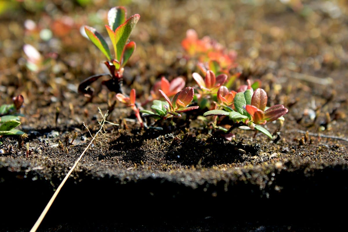 Tundra vegetation