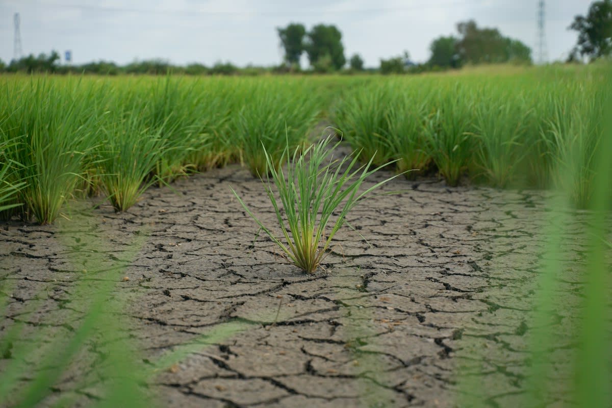 Cracked dry soil in an agricultural field