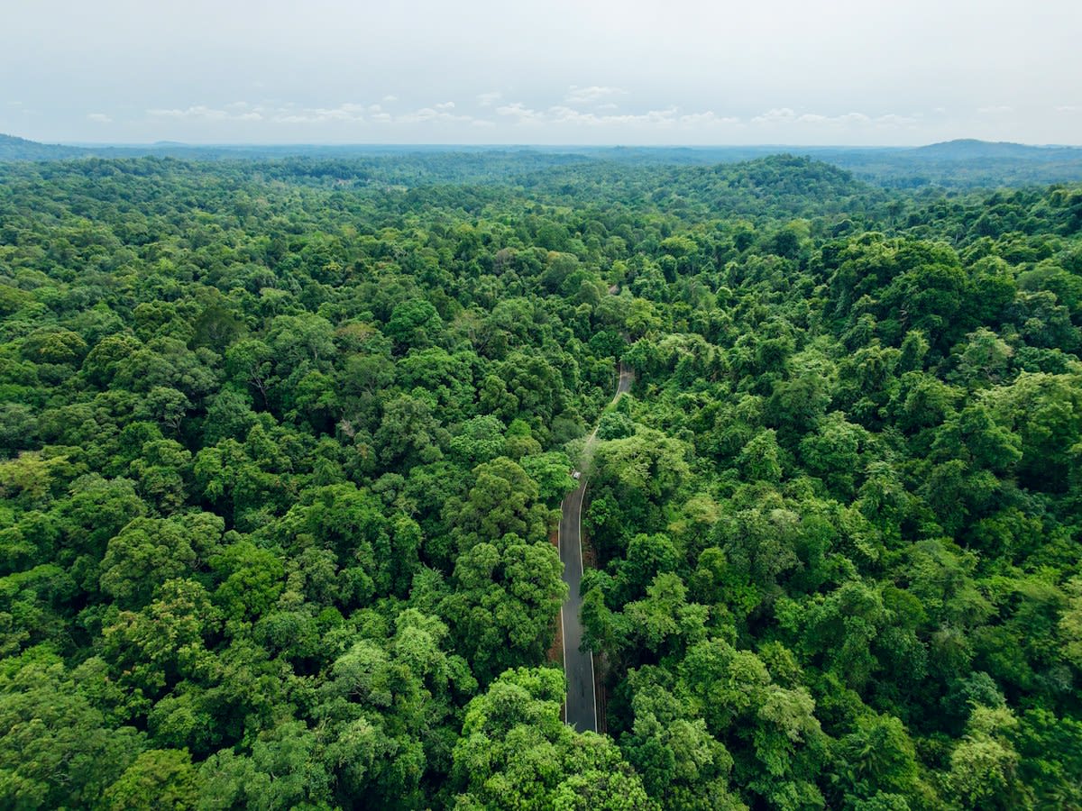 Industrial railway cutting through dense tropical jungle