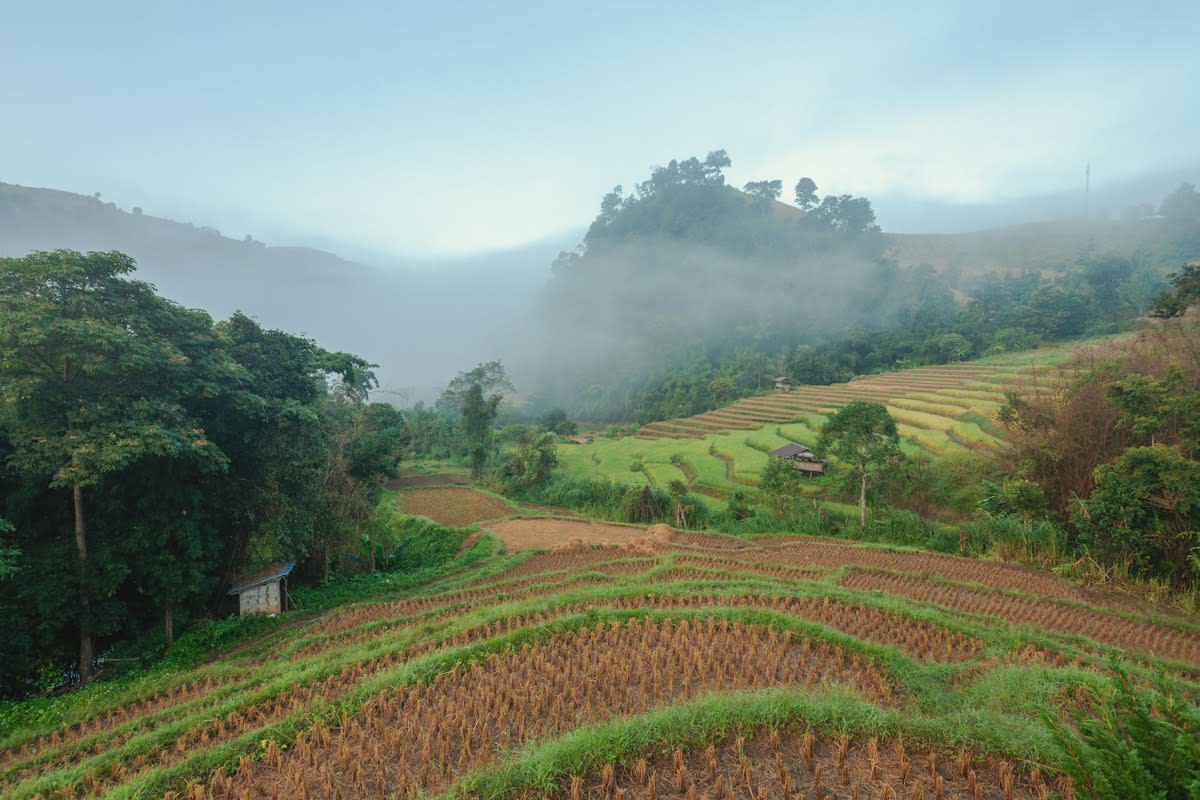 Coffee plantation in Southeast Asia